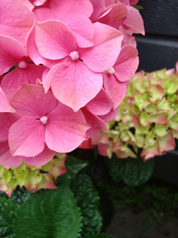 Florecimiento de las hortensias 2