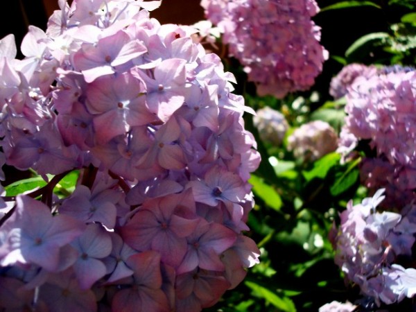 Florecimiento de las hortensias 3