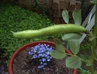 imagen Cultivar habas en el jardín o en jardinera