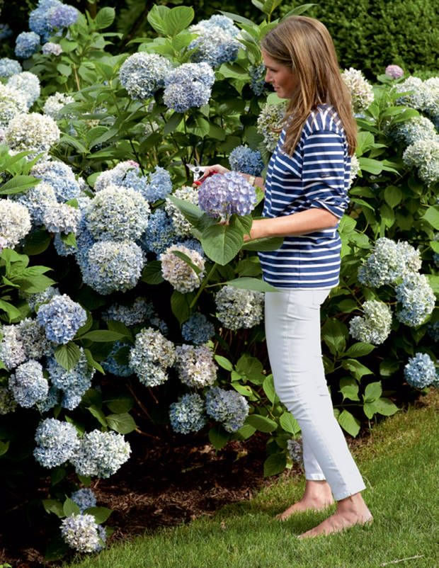 La belleza de las hortensias en tu jardín y hogar