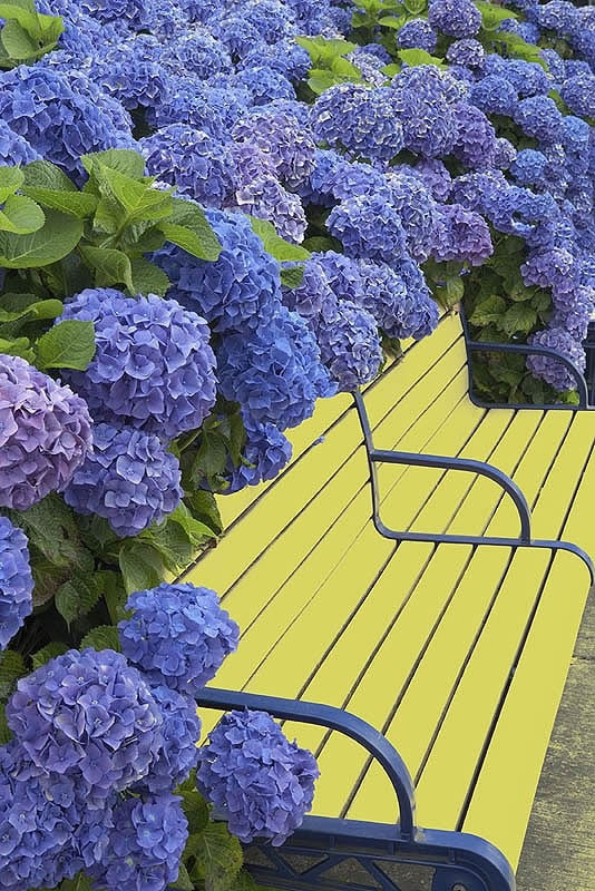 La belleza de las hortensias en tu jardín y hogar