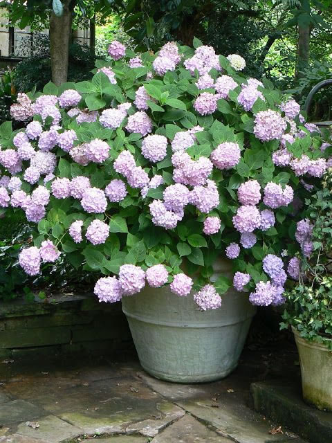 Hortensias 4