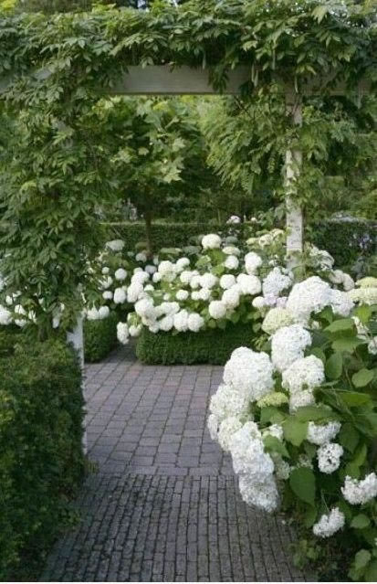 Hortensias 7