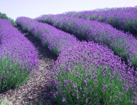 imagen La lavanda: cultivo y cuidados