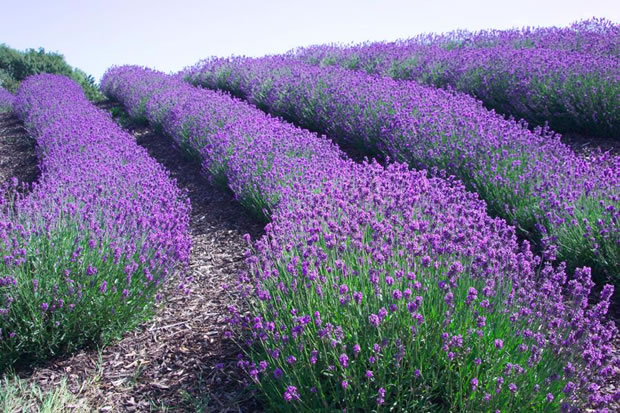 La lavanda: cultivo y cuidados