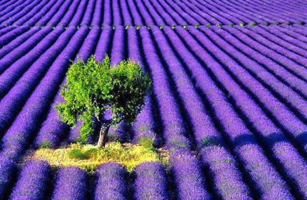 Lavanda 2