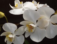 imagen La orquídea phalaenopsis: cultivo y cuidados