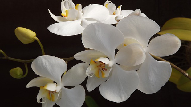 Orquídea phalaenopsis 1