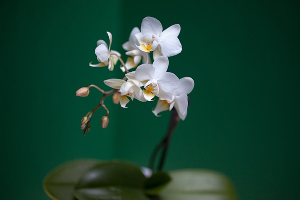 Orquídea phalaenopsis 2