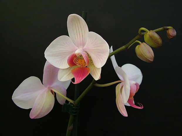 Orquídea phalaenopsis 3