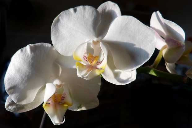 Orquídea phalaenopsis 4