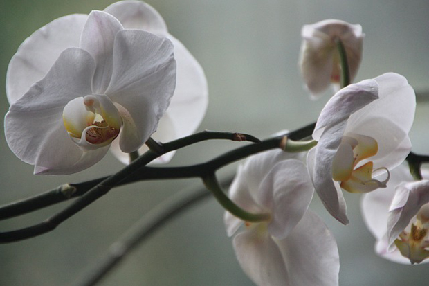 Orquídea phalaenopsis 5