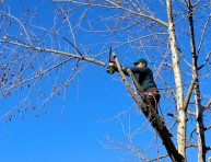 imagen Cómo podar adecuadamente a un árbol