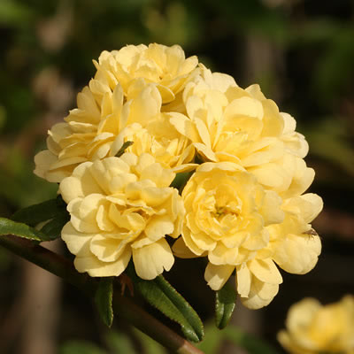 Rosa banksiae 1