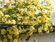 imagen Rosal de Banksiae: un rosal trepador con mucha fuerza