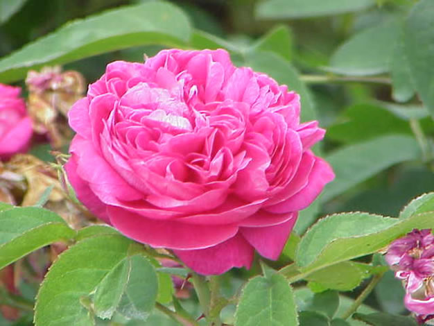 Rosa damascena 1