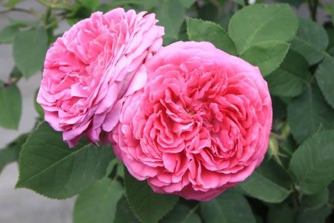 La rosa damascena: una flor de aspecto delicado