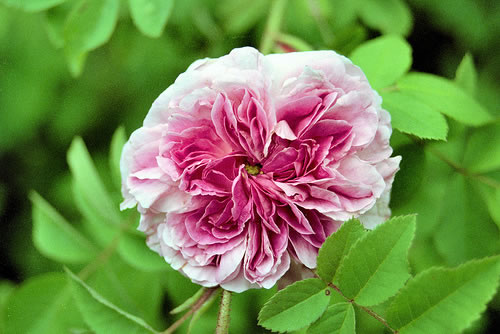 Rosa damascena 4