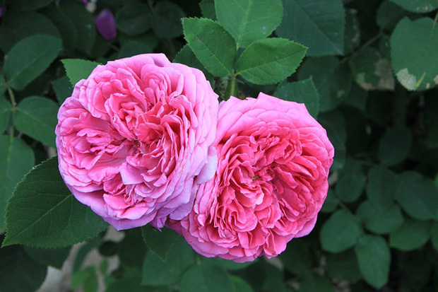 Rosa damascena 6