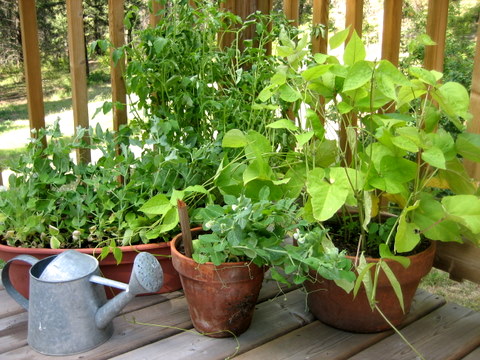 Frutas y verduras para cultivar en macetas 2