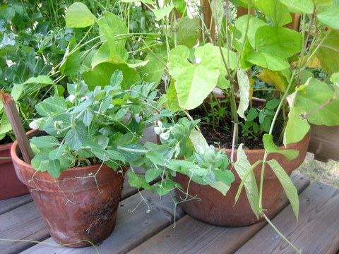 Frutas y verduras para cultivar en macetas 3