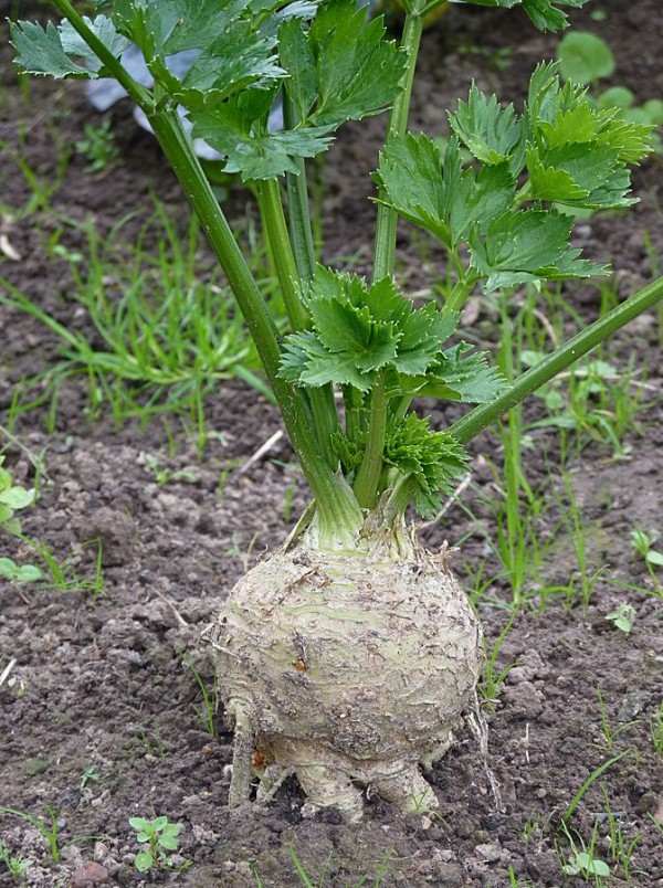 Consejos cultivo apio 1