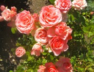 imagen 6 consejos para tener rosas saludables
