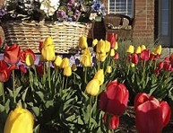 imagen 9 consejos para el cultivo de tulipanes