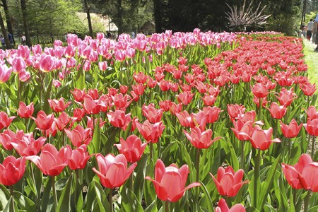 Cultivo de tulipanes 1