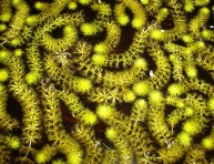 imagen Aldrovanda vesiculosa: una planta carnívora acuática