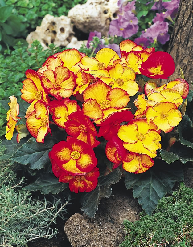 Begonia_PinUpFlame