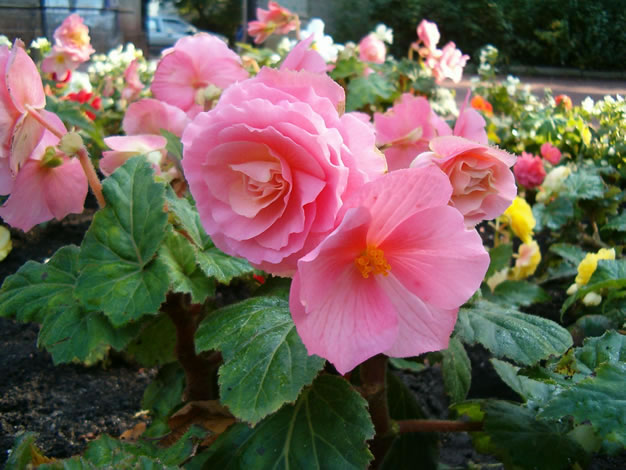 Begonia_x_tuberhybrida