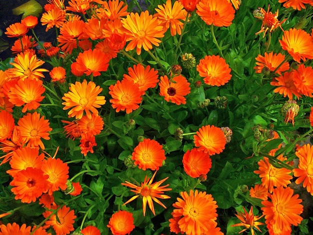 Calendula