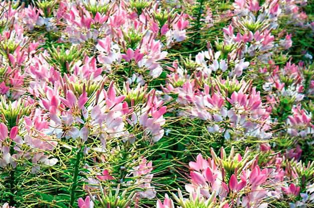 Cleome_SparklerBlush