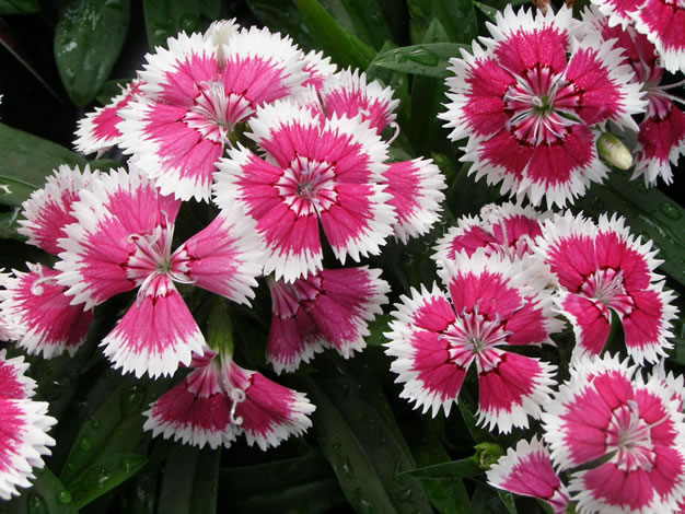 Dianthus_Picotee3