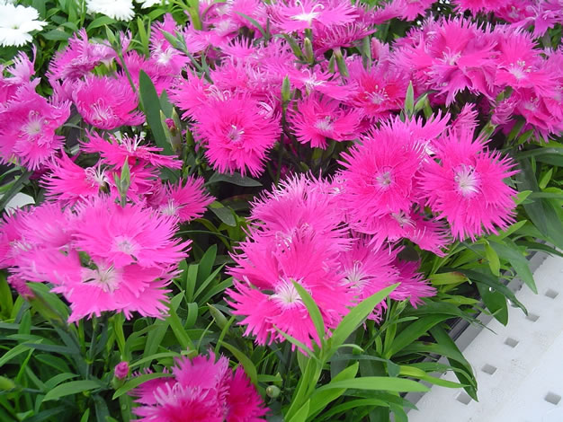 Dianthus_Supra Purple 2