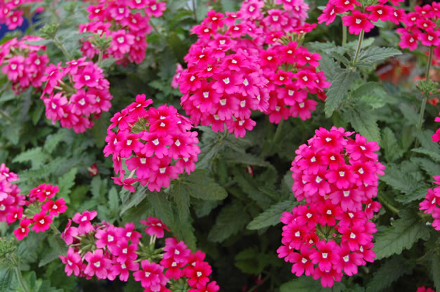 Verbena Lascar Magenta