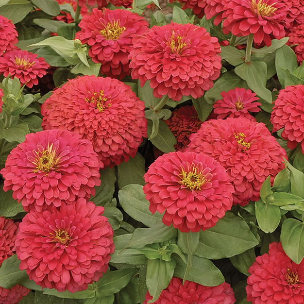 Zinnia MagellanCoral