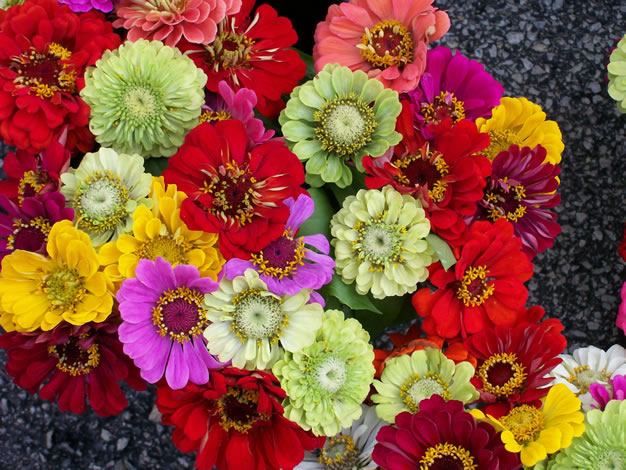 Zinnia_bunch