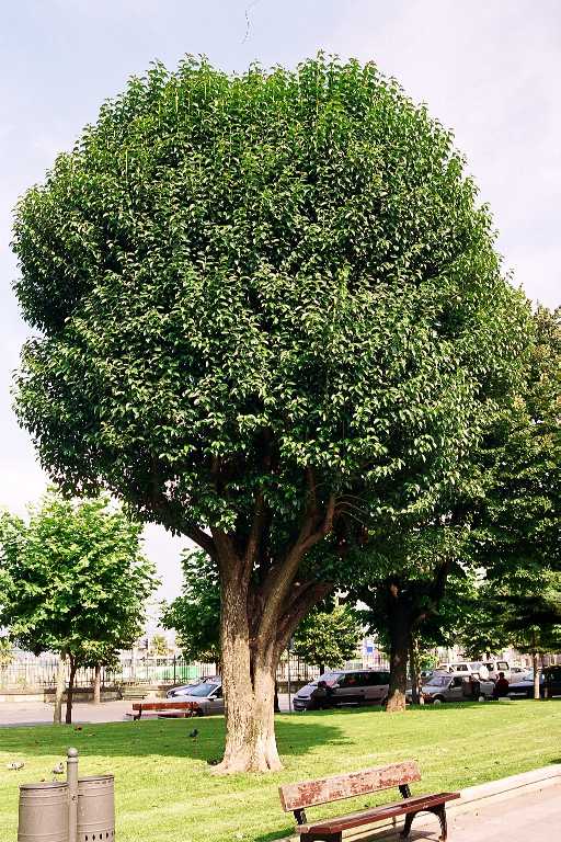 Acacia negra 1