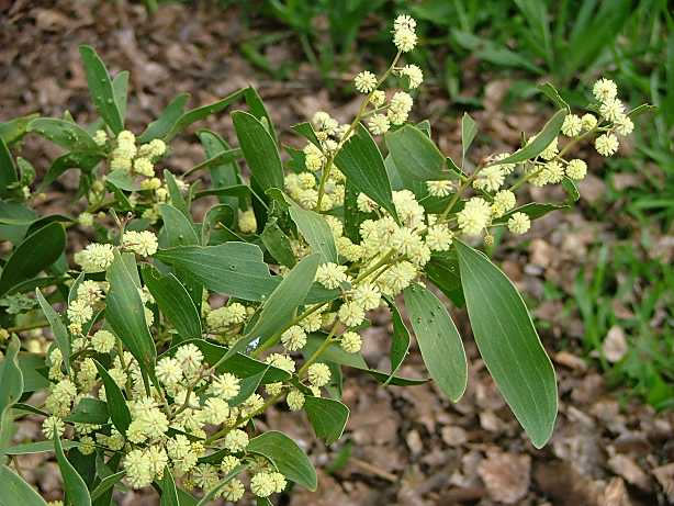 Acacia negra 3