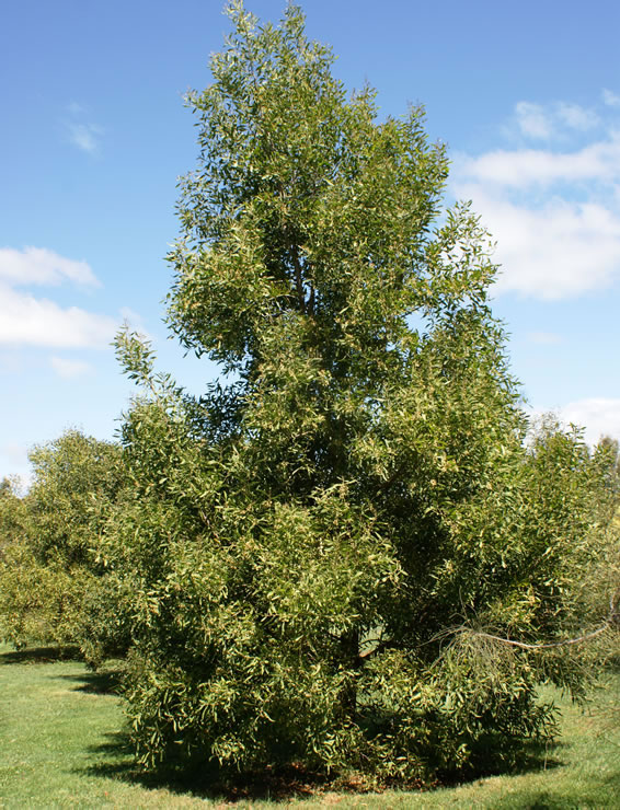 Acacia negra 5