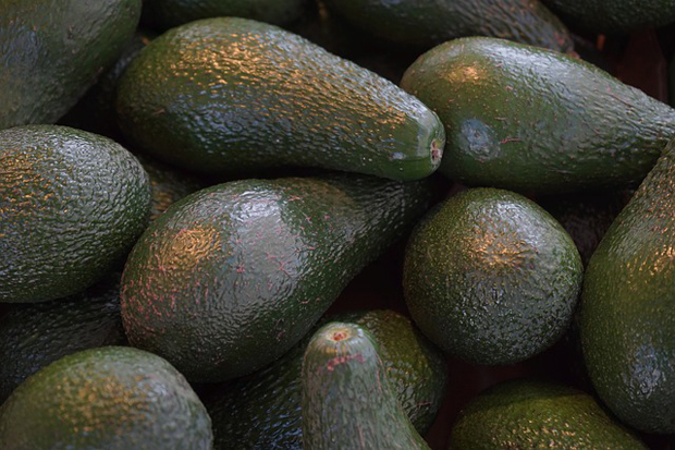 Consejos para cultivar aguacate 2