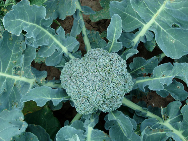 con las manos en la masa creciendo Opinión Cómo sembrar brócoli en maceta o en el jardín