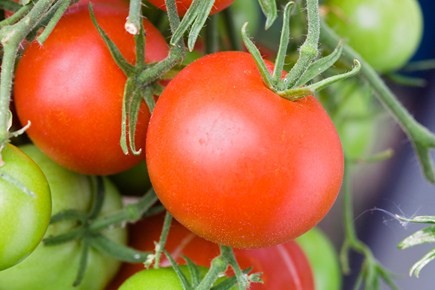 Cultivo de tomate por esqueje 1