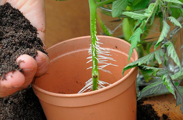 Cultivo de tomate por esqueje 4