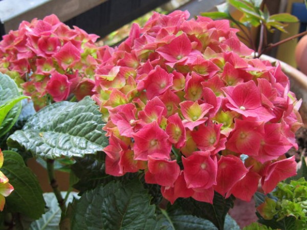 Cultivo de hortensias 1