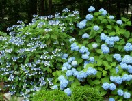 imagen Consejos básicos para cultivar hortensias