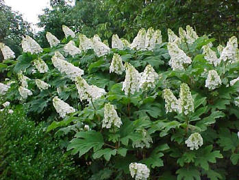 Cultivo de hortensias 3