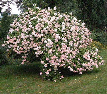 Cultivo de hortensias 4